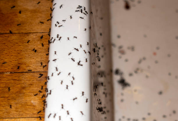 Pest Control for Restaurants in Jennings Lodge, OR