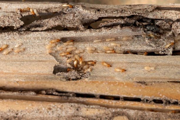Spider Control Near Me in Jennings Lodge, OR