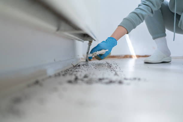 Best Termite Control Services  in Jennings Lodge, OR
